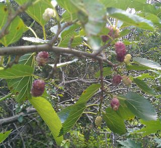   mulberry tree cutting 6 8  delicious organic hardy ~ 