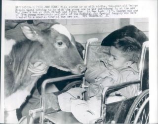 61 Childrens Zoo Fifth Ave NY Boy Wheelchair Cow Photo