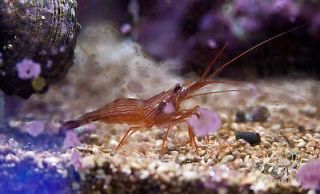 Peppermint Shrimp 10Pack(Lysmata wurdemanni complex) Live Saltwater 