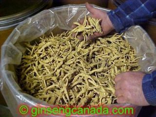 lb American Ginseng Root   The Root to Health   Direct from the 