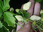 50 Plants  White Italian Alpine Strawberry Fragaria Vesca   FREE 