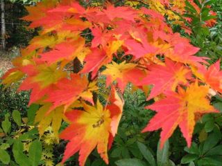 Korean Maple, Acer pseudosieboldi​anum, Tree Seeds (Fall Color)