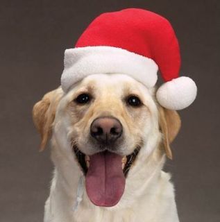 Pet Supplies  Dog Supplies  Apparel  Hats & Visors