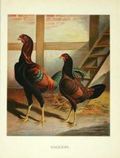 TWO ANTIQUE/ VINTAGE PRINTS BY MARGO ALEXANDER ROOSTER AND HEN 