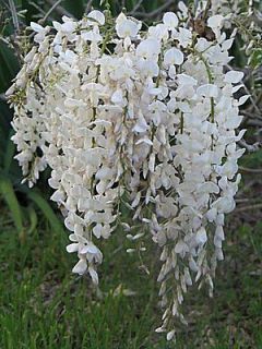 2X White Artificial Silk Wisteria Fake Flower Vine Wedding Decor 