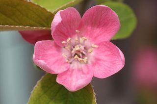 Chinese Quince, Chaenomeles sinensis, Fragrant Seeds