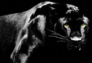 Black Panther Poster, Cougar, Jaguar, Big Cat, Panthera