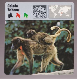   BABOON Monkey 1975 1980 SAFARI ANIMAL FACT PHOTO CARD English 08 188