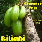   SEEDLING Averrhoa bilimbi Exotic PICKLE FRUIT Cucumber Tree LIVE Plant