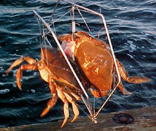   CRAB TRAPS U CAN TRUSTCatch dungeness,blue​s,lobsters,cra​w fish