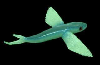   Flying Fish 12 Blue / Glow in the Dark TUNA Lure, Unriged   NEW