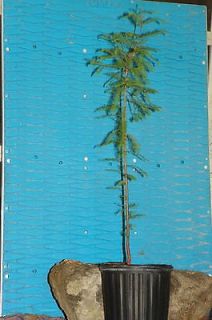 Bald Cypress Bonsai Tree GREAT GIFT 