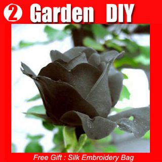 Pack 100+ Flowers Seeds Black Rose Seed China Lover Popular Gift 