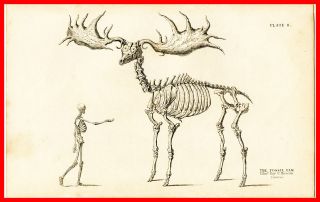 Giant Elk Fossil Skeleton Vintage Diagram Chart METAL Wall Plaque 