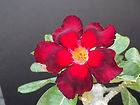   cv. DOUBLE COLOR desert rose bonsai cactus caudex seed 20 seeds M