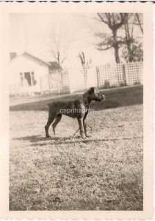 Vintage 1950s Photo Mesmerized At Attention Focused Pitbull Puppy Dog 