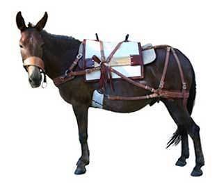 mule saddle in Saddles