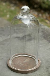 Tall Clear Glass Bell Jar Cloche Taxidermy Cover & Hardwood Platform 
