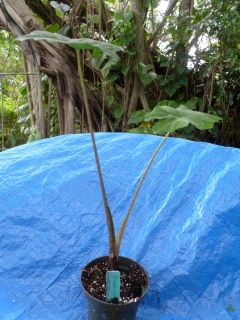 Alocasia Bubble Gum well rooted in a 5 pot