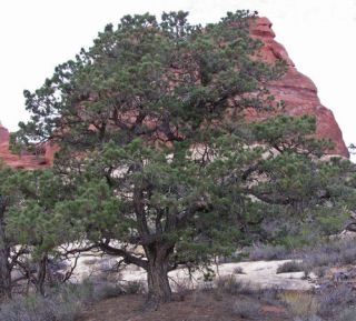 Colorado Pinyon Pine, Pinus edulis, Hardy Tree Seeds
