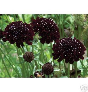 Black Knight Scabiosa 25 Flower Seeds   BLACK BEAUTY
