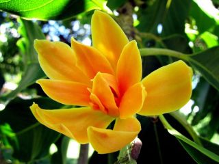 magnolia tree seeds in Fruit/Flowering