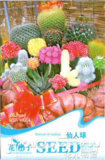 Cactus Seed ★ 10 Mixed Colors Flower Seeds Resistance Dry Lovely 