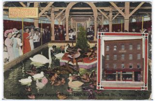 PZvt SYRACUSE NY Hodgkins Poultry Supply Advertising Postcard 1913 New 