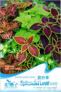   Common Garden Coleus Seed Beautiful Like Red Maple Leaves Home Plant
