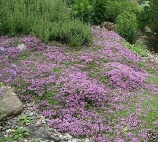 creeping thyme in Flowers, Trees & Plants