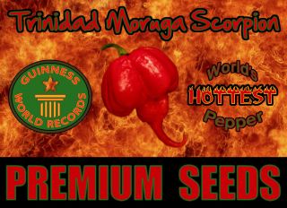 25 TRINIDAD MORUGA SCORPION Seeds   WORLDS HOTTEST Chilli Pepper 
