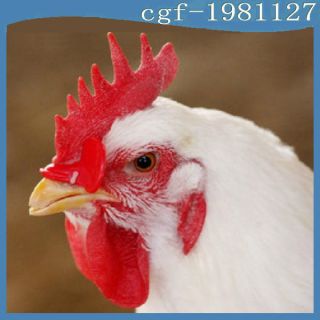 50PCS Creative Chicken Eyes Glasses Avoid Hen peck each other chicken 