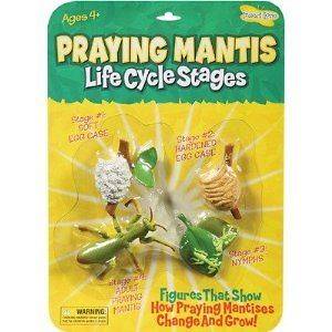 Insect Lore Praying Mantis Life Cycle Stages   Set of 4 Figures 