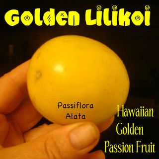 GOLDEN PASSION FRUIT 60 Seeds Yellow LILIKOI Passiflora Alata Hawaii 