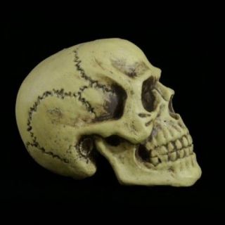 Marcus Giant 12 Lightweight Skull Skeleton Halloween Prop AM674