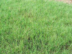Giant Bermuda Grass Seeds Hulled 1 Lbs Bag. SECURE FAST SHIP