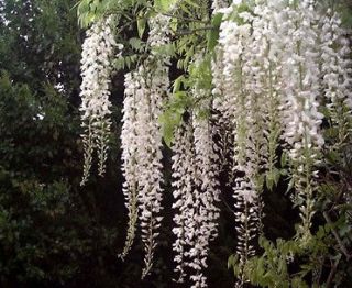 White Wisteria sinensis alba *FRAGRANT​* bonsai   seeds