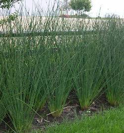 JUNCUS JAVELIN ORNAMENTAL GRASS SEEDS EXTREMELY HARDY