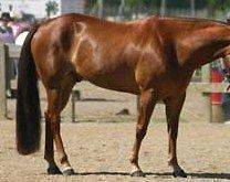 100% GENUINE HORSE HAIR 1 LB. 35 NATURAL SORREL SHOW TAIL EXTENSION 