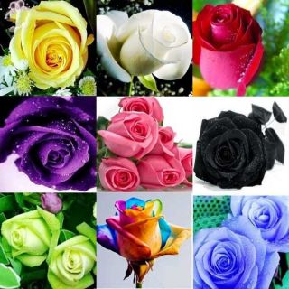   Flower seeds multicolour plants Flowers grow Roses seeds wife lover