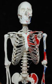 Anatomical Human Muscular Skeleton Model 170cm 66 Inch High Quality 