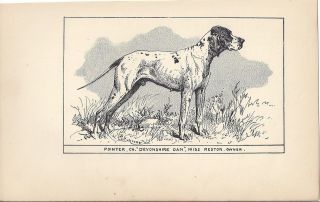 Rare 1900 Dog Art Pen & Ink Print RH Moore ENGLISH POINTER Ch 