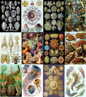 Ernst Haeckel Art Mini Prints  4x6 Canvas or Paper, Many Images to 