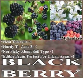 BULK Blackberry Fruit Shrub Seeds Rubus Allegheniensis NOT PICKY ABOUT 