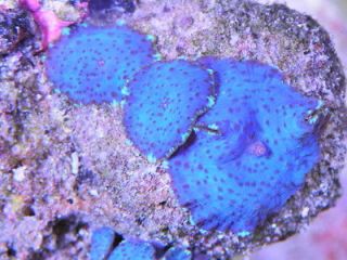   Mushrooms Zoas Yuma Ricordea Brain Acan Chalice Live Coral Saltwater