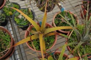 Hechtia Nizanda Yello Exotic bromeliad cactus Plant seeds~not dyckia 