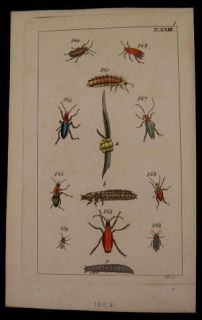 Insects bugs larva 1810 Vienna engraved color plate