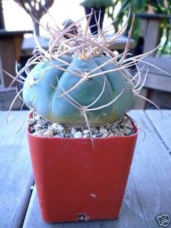 GYMNOCALYCIUM CARDENASIUM CACTUS PLANT