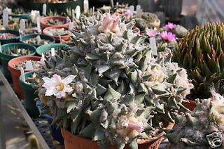   retusus @@ living rock plant aztekium rare cactus cacti seed 50 SEEDS
