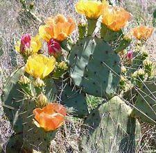 prickly pear cactus plants in Plants